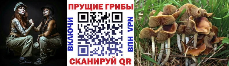 Псилоцибиновые грибы GOLDEN TEACHER  Владимир 