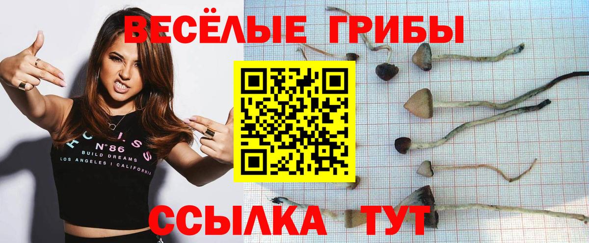 Владимир  Галлюциногенные грибы прущие грибы  Вход с VPN  Галлюциногенные грибы Cubensis 